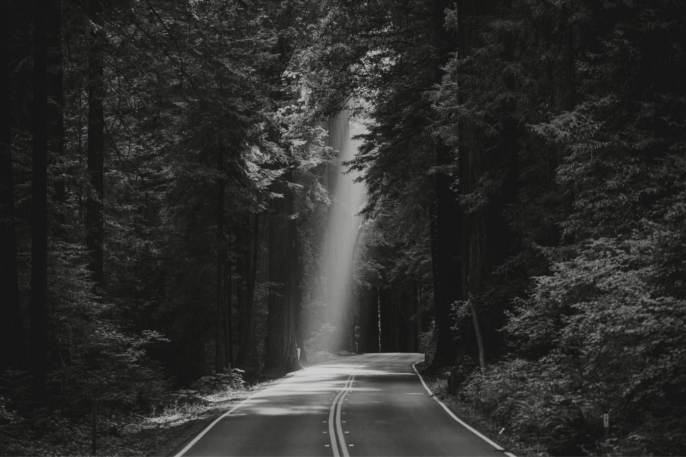 Gestão Discricionária: Estrada iluminada no meio da floresta